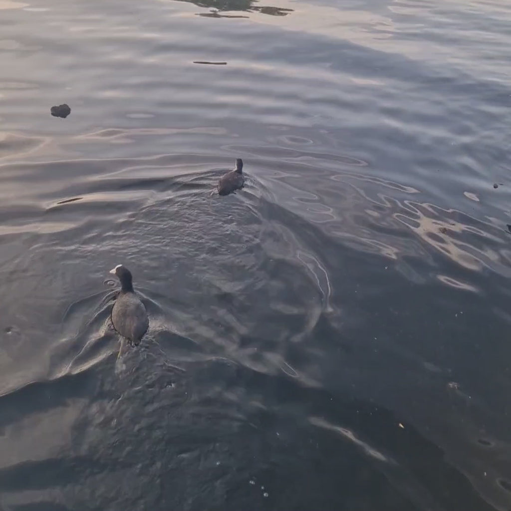 Short video showing a LifeSaver C1 in the back garden of a house in the Netherlands that depends on river water for their mains supply