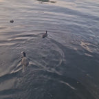 Short video showing a LifeSaver C1 in the back garden of a house in the Netherlands that depends on river water for their mains supply